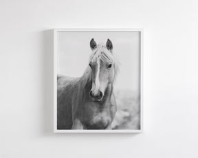 Wild Mare Portrait, Vertical