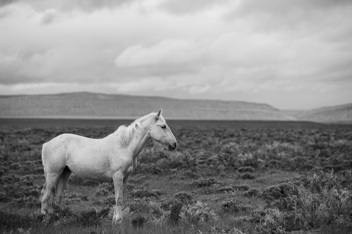 Palomino in Black and White Landscape