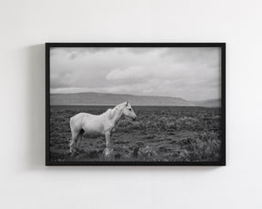 Palomino in Black and White Landscape
