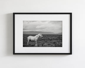 Palomino in Black and White Landscape