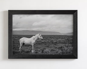 Palomino in Black and White Landscape