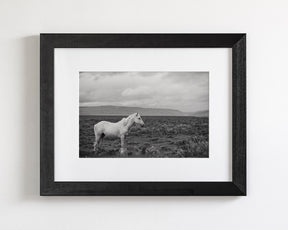 Palomino in Black and White Landscape