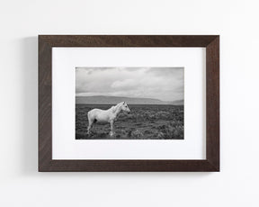 Palomino in Black and White Landscape
