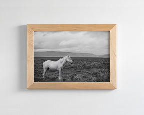 Palomino in Black and White Landscape