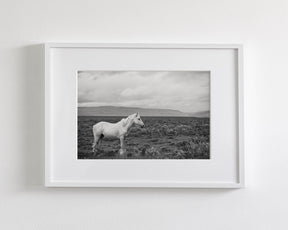 Palomino in Black and White Landscape