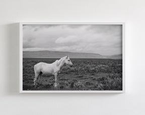Palomino in Black and White Landscape