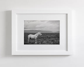 Palomino in Black and White Landscape