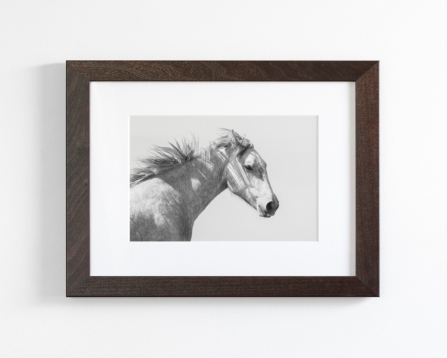 Light and Shadows, Horse Portrait