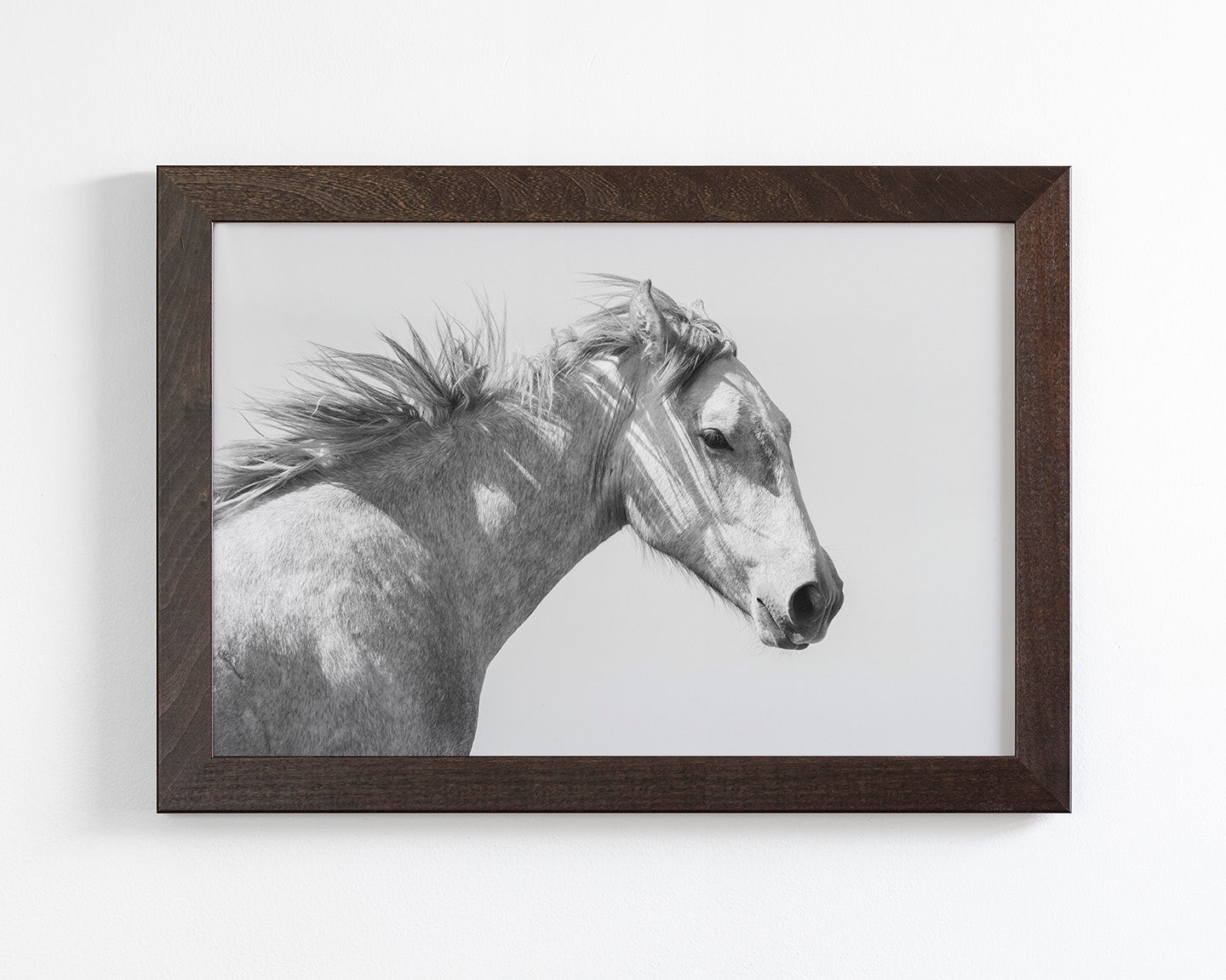 Light and Shadows, Horse Portrait