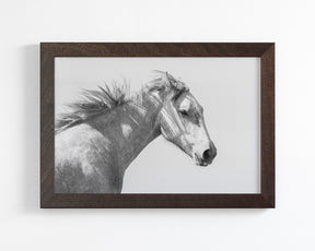 Light and Shadows, Horse Portrait