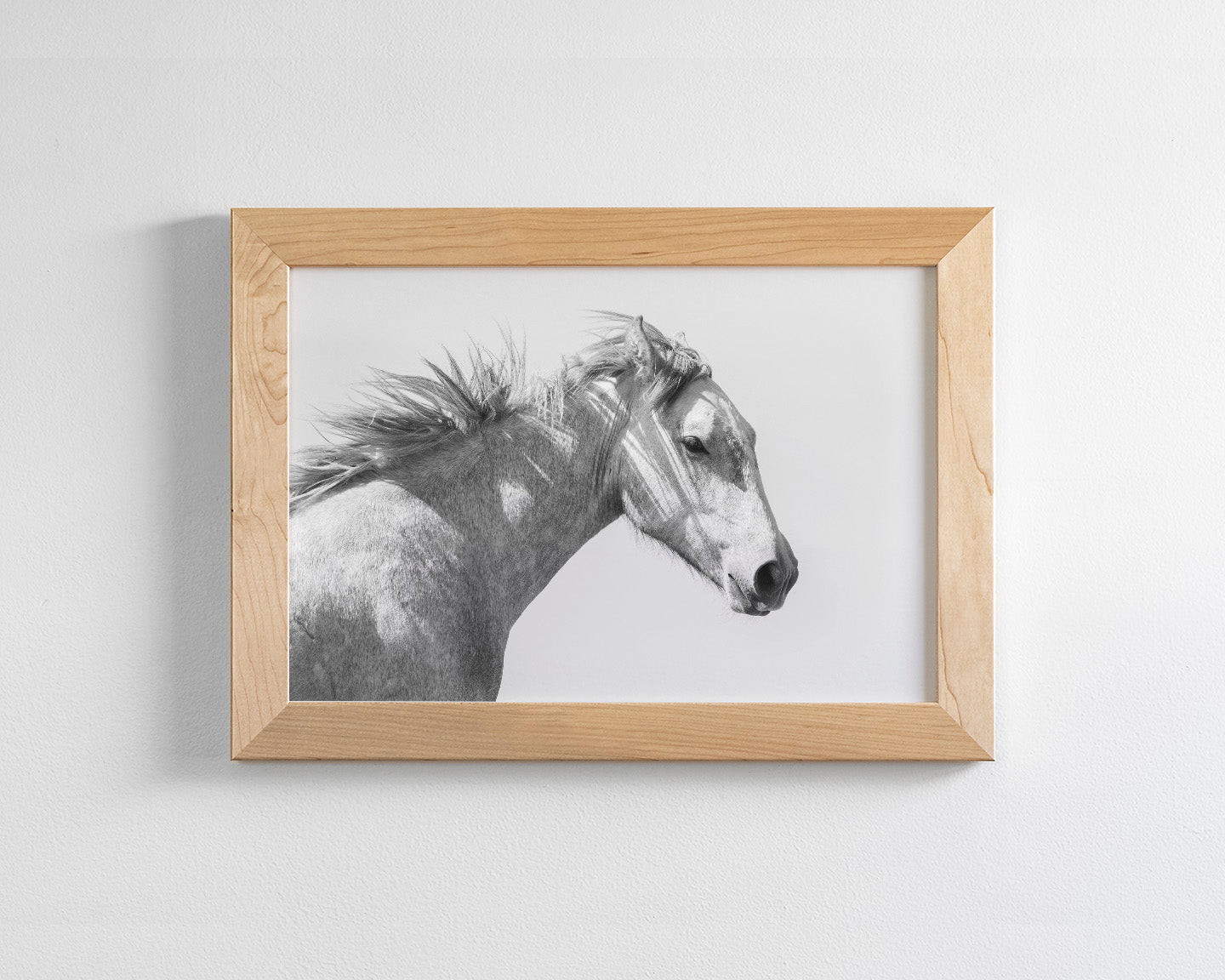 Light and Shadows, Horse Portrait