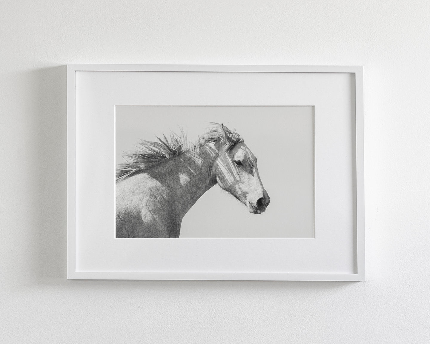 Light and Shadows, Horse Portrait