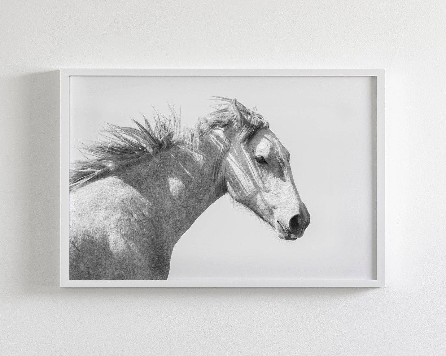 Light and Shadows, Horse Portrait