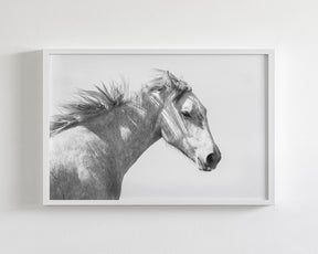 Light and Shadows, Horse Portrait
