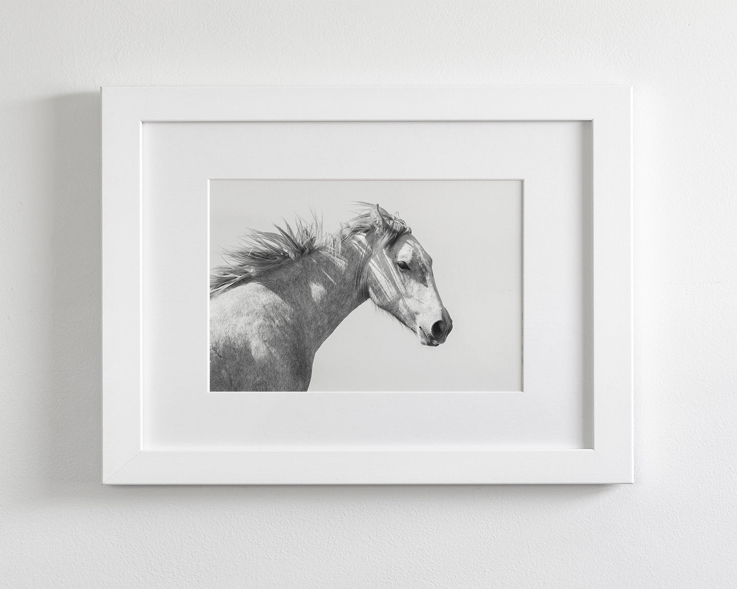 Light and Shadows, Horse Portrait