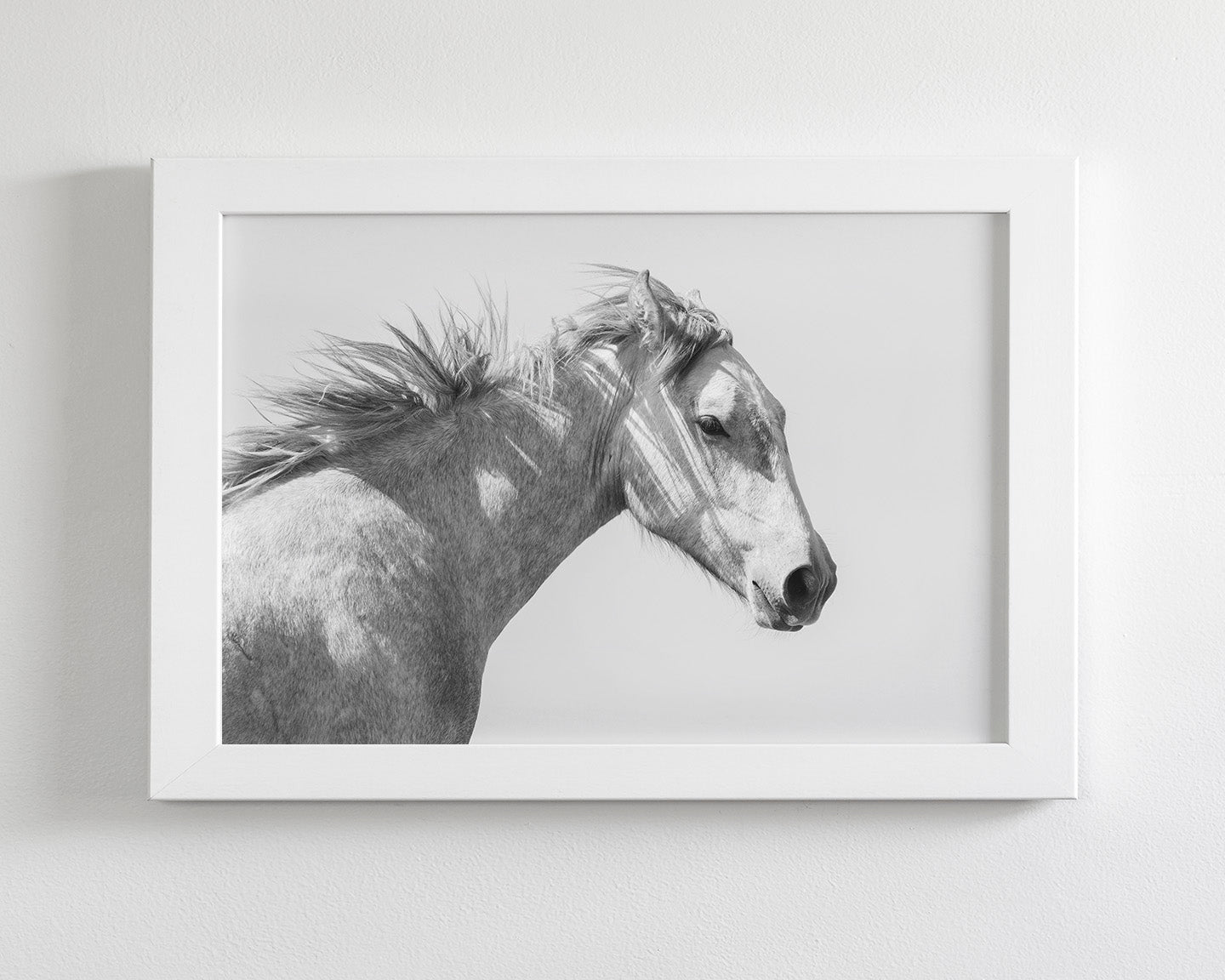 Light and Shadows, Horse Portrait