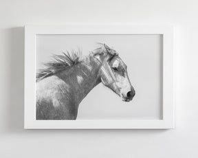 Light and Shadows, Horse Portrait