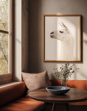 White Llama Profile