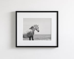 In the Wind, Wild Horse