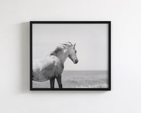 In the Wind, Wild Horse