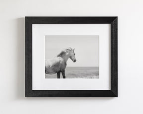 In the Wind, Wild Horse