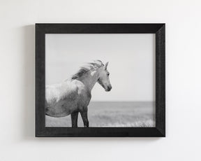In the Wind, Wild Horse