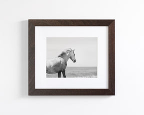 In the Wind, Wild Horse