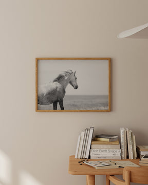 In the Wind, Wild Horse