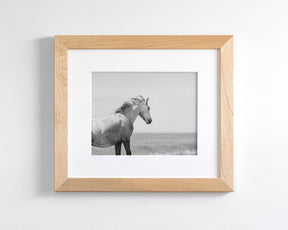 In the Wind, Wild Horse