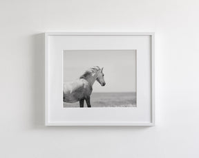 In the Wind, Wild Horse