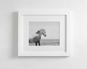 In the Wind, Wild Horse