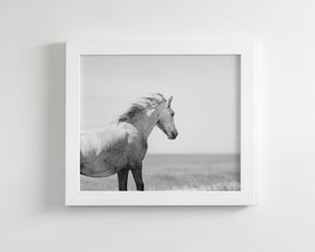 In the Wind, Wild Horse