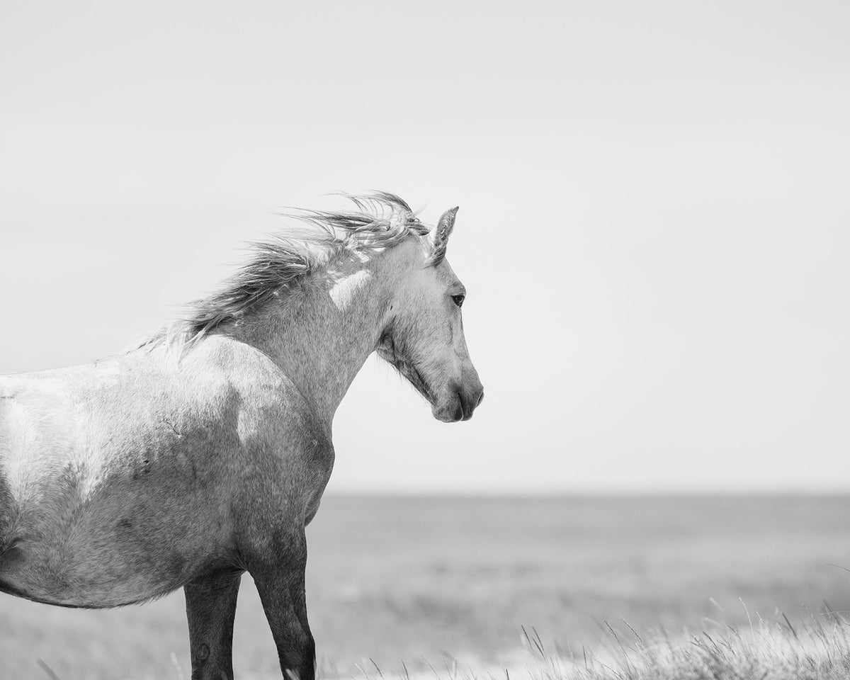 In the Wind, Wild Horse