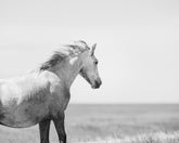 In the Wind, Wild Horse