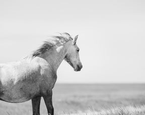 In the Wind, Wild Horse