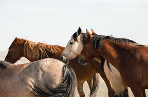 Mares - Wild Horse Photograph