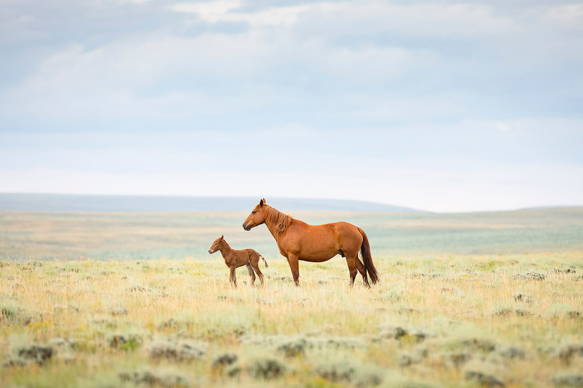 Newborn Foal with Mother, Color