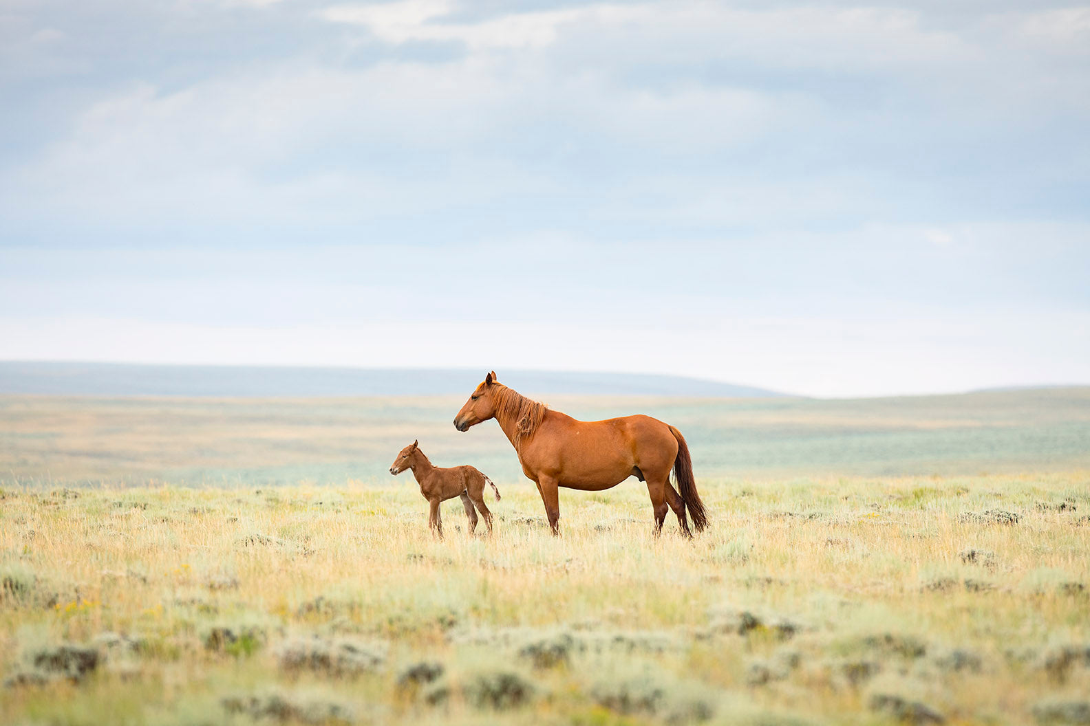 Newborn Foal with Mother, Color