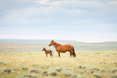 Newborn Foal with Mother, Color
