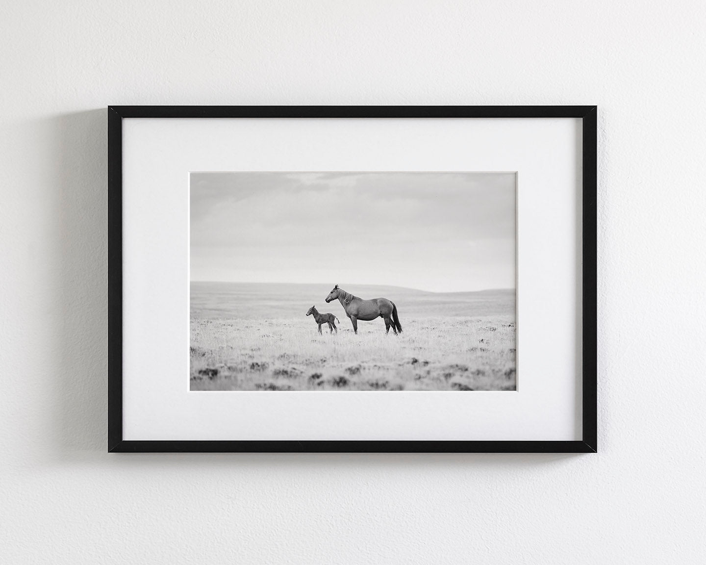 Newborn Foal and Mother, Wild Horse Photography