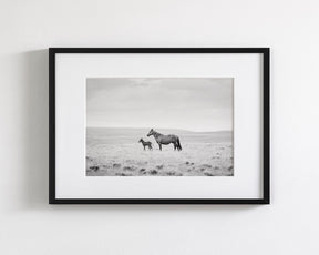 Newborn Foal and Mother, Wild Horse Photography