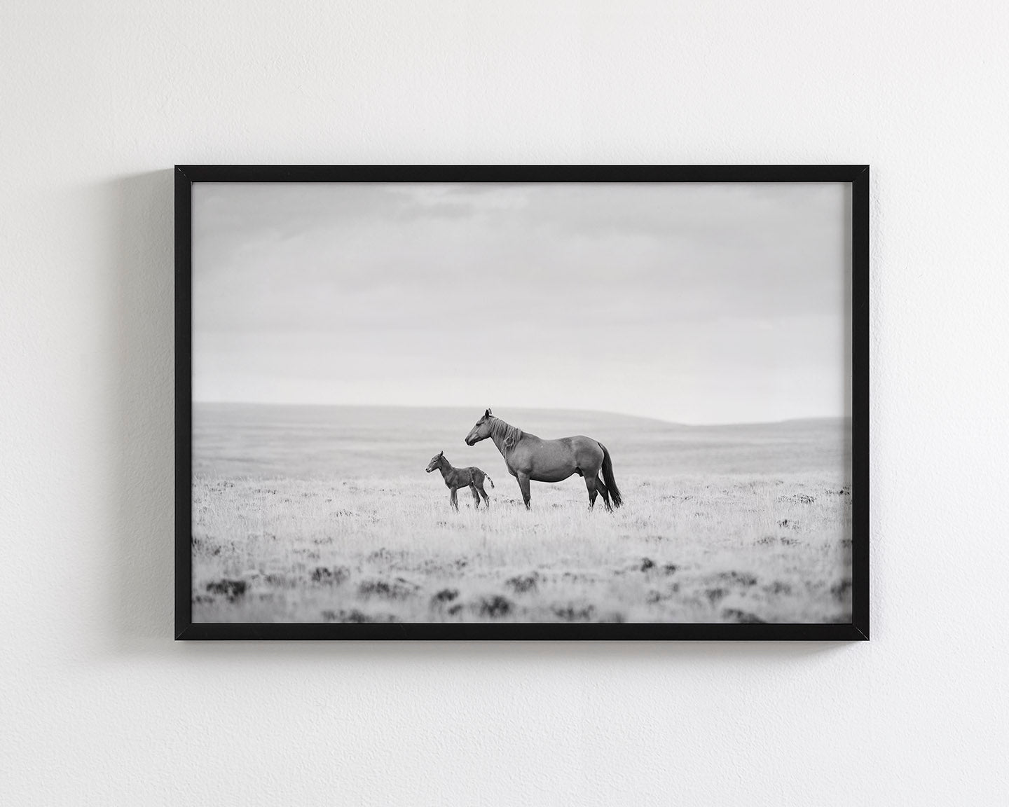 Newborn Foal and Mother, Wild Horse Photography