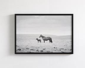 Newborn Foal and Mother, Wild Horse Photography