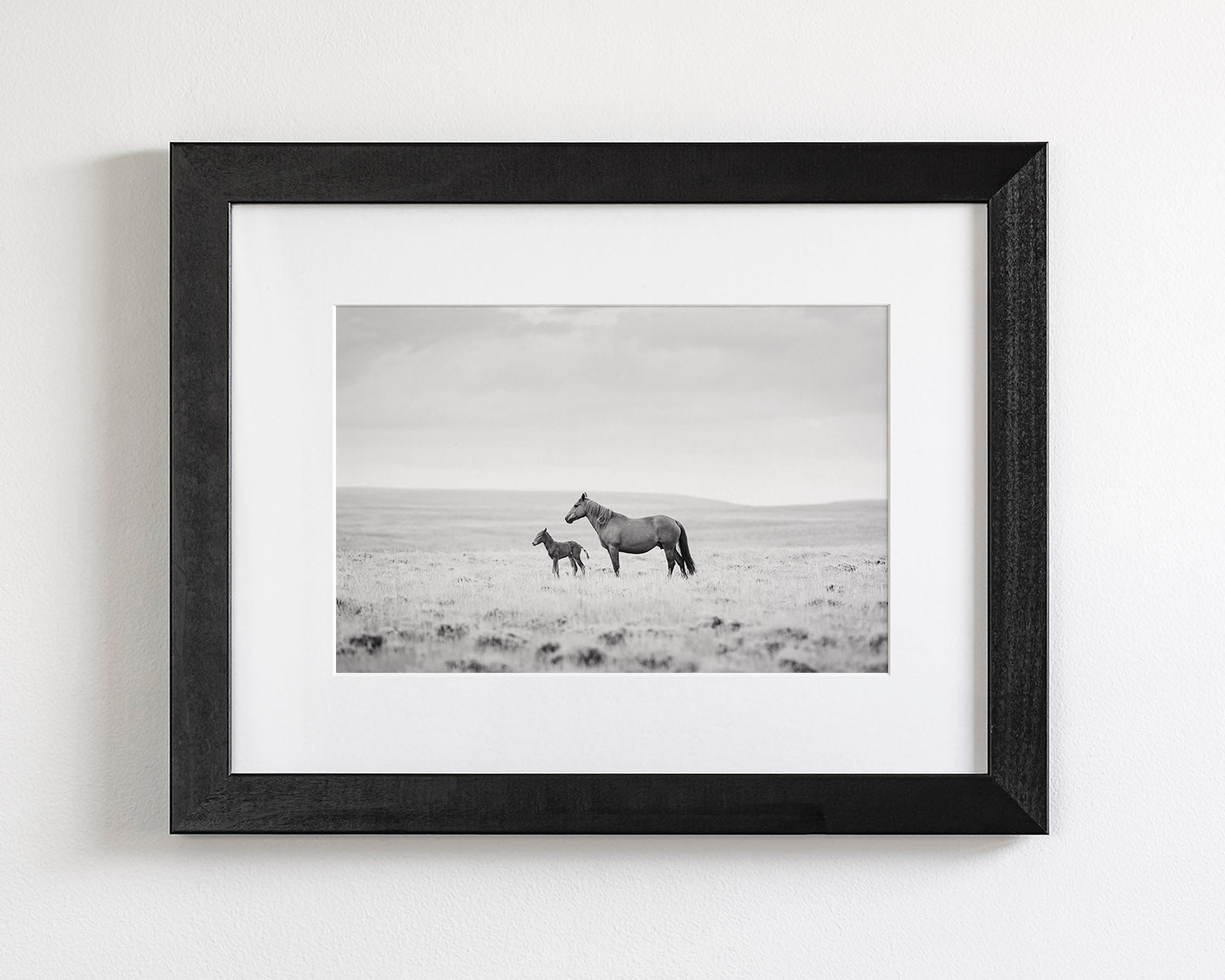 Newborn Foal and Mother, Wild Horse Photography