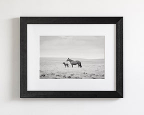 Newborn Foal and Mother, Wild Horse Photography