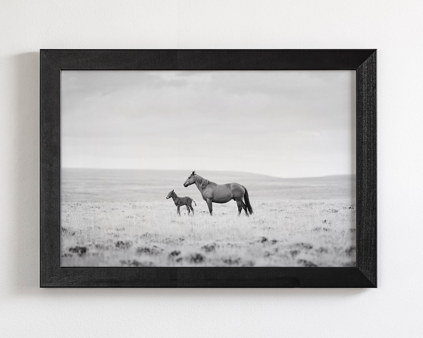 Newborn Foal and Mother, Wild Horse Photography