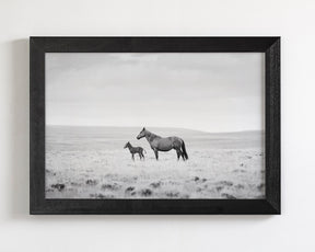 Newborn Foal and Mother, Wild Horse Photography