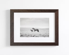 Newborn Foal and Mother, Wild Horse Photography