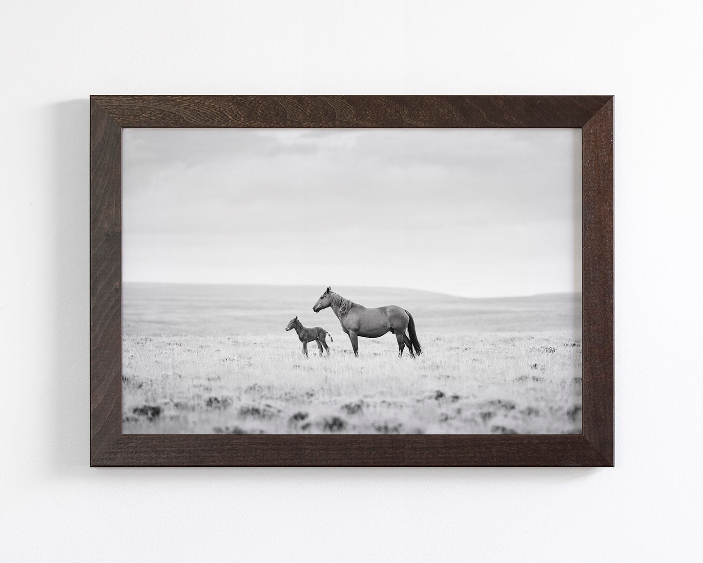 Newborn Foal and Mother, Wild Horse Photography