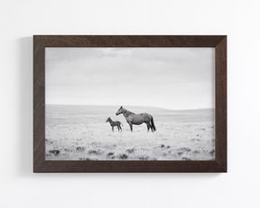 Newborn Foal and Mother, Wild Horse Photography